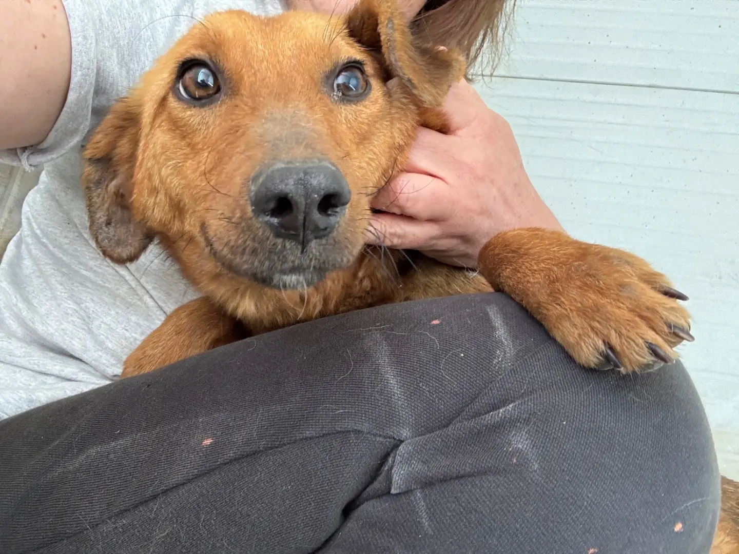 Vuoi adottare un cane a Salerno?