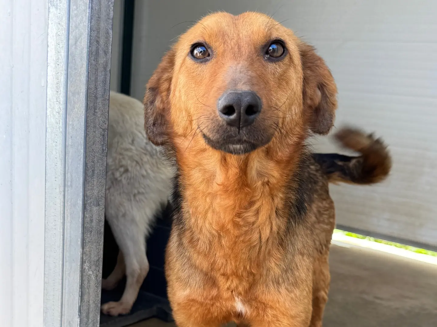 Adozione cane, femmina, Razza sconosciuta Razza sconosciuta, 2 anni e 4 mesi, taglia media contenuta, Salerno
