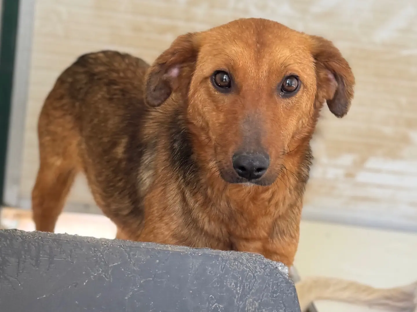Adotta un cane, taglia media contenuta, femmina, Salerno