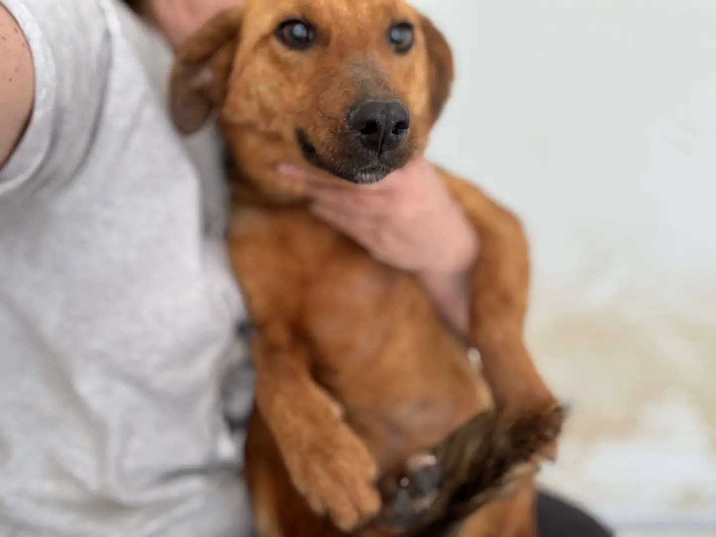 Adotta un cane, femmina, 2 anni e 4 mesi, Salerno