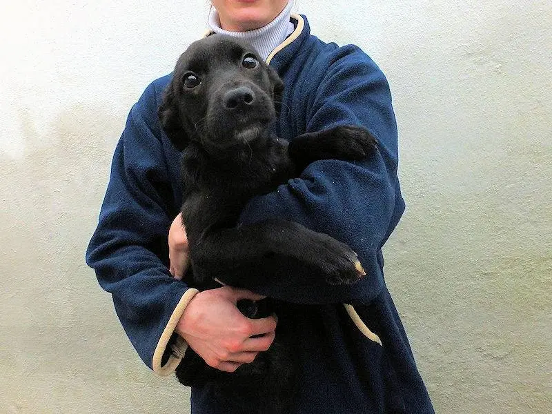 Vuoi adottare un cane a Frosinone?