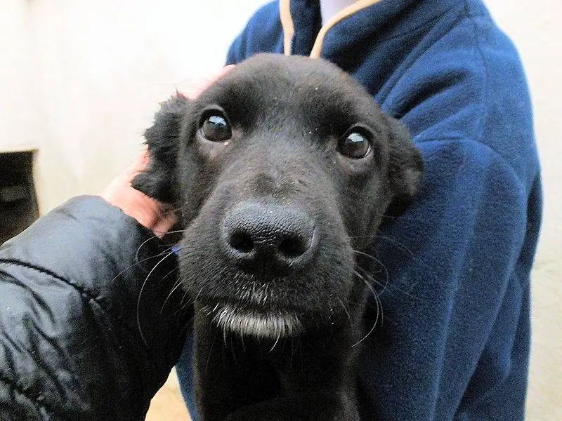 Adotta il cane MARLA a Frosinone