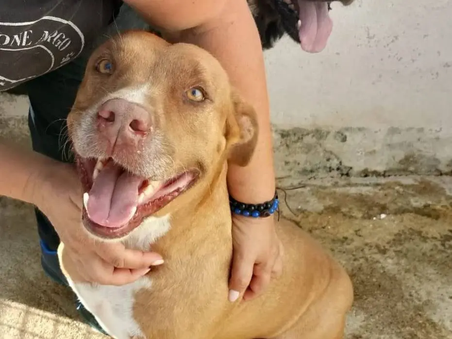 Adozione cane, femmina, Pitbull Razza sconosciuta, 7 anni e 4 mesi, taglia grande, Crotone