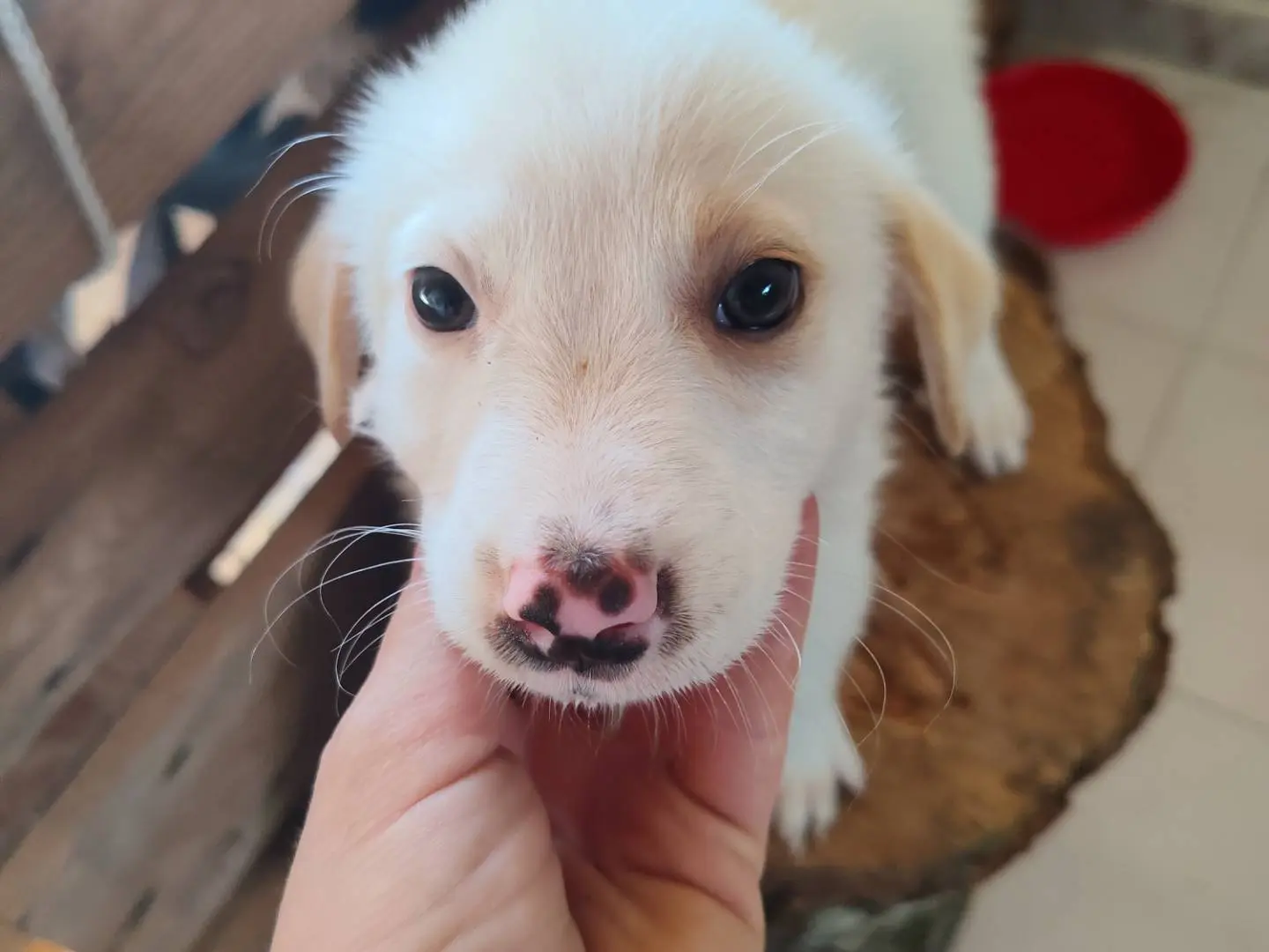 Adozione cane, femmina, Razza sconosciuta Razza sconosciuta, 6 mesi, taglia media contenuta, Catanzaro