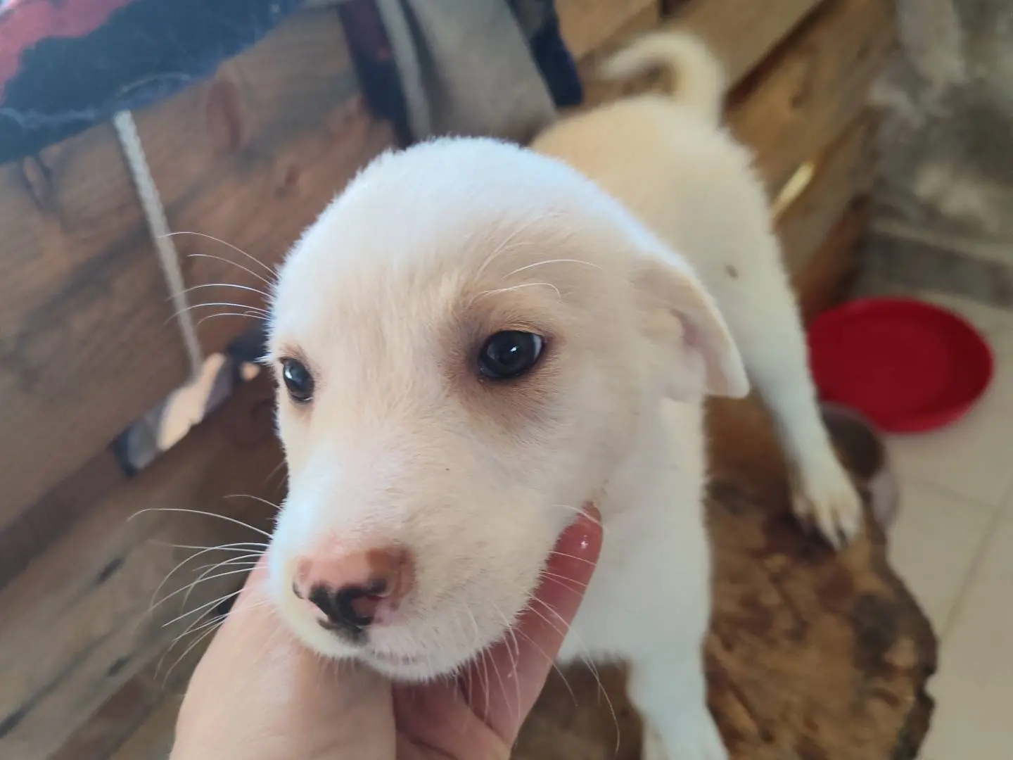 Adotta un cane, femmina, 6 mesi, Catanzaro