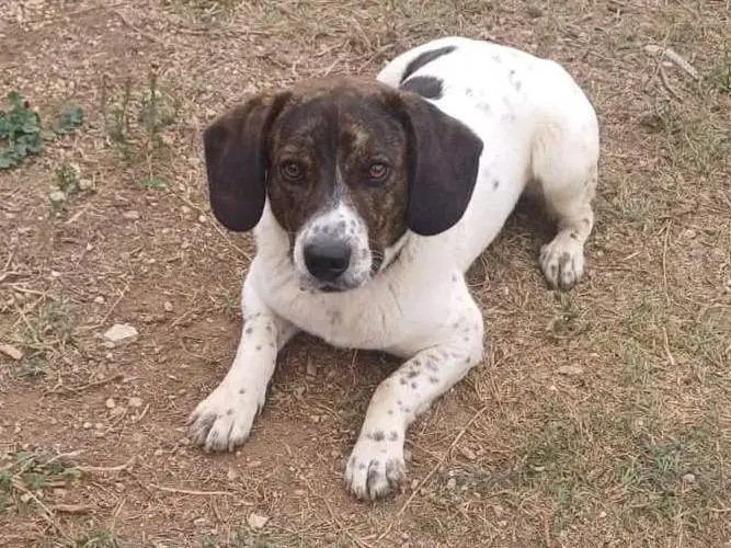 Adozione cane, maschio, Razza sconosciuta Beagle , 3 anni e 11 mesi, taglia media, Latina
