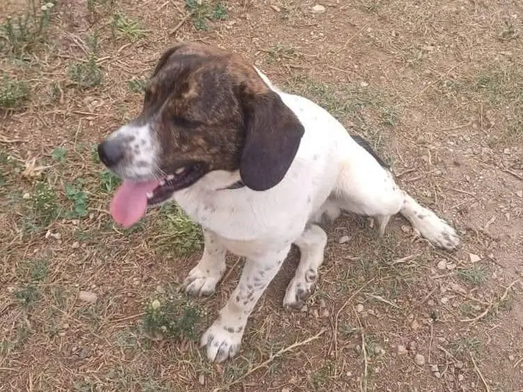 Adotta un cane, maschio, 3 anni e 11 mesi, Latina