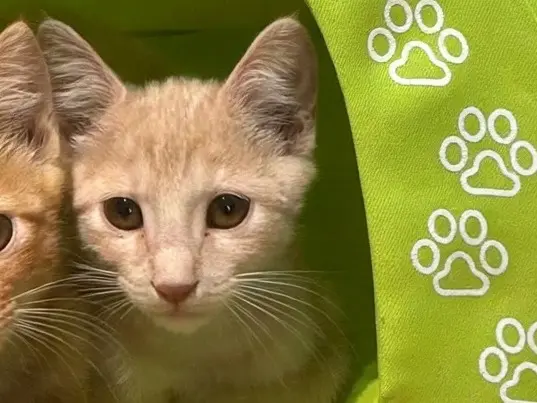 Adozione gatto, maschio, Razza sconosciuta Razza sconosciuta, 3 mesi, taglia non valida, Torino