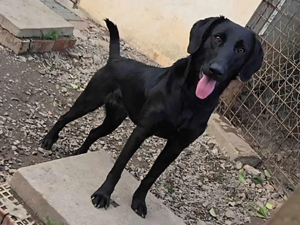 Adozione cane, femmina, Labrador Retriever Razza sconosciuta, 1 anno e 7 mesi, taglia media, Cagliari