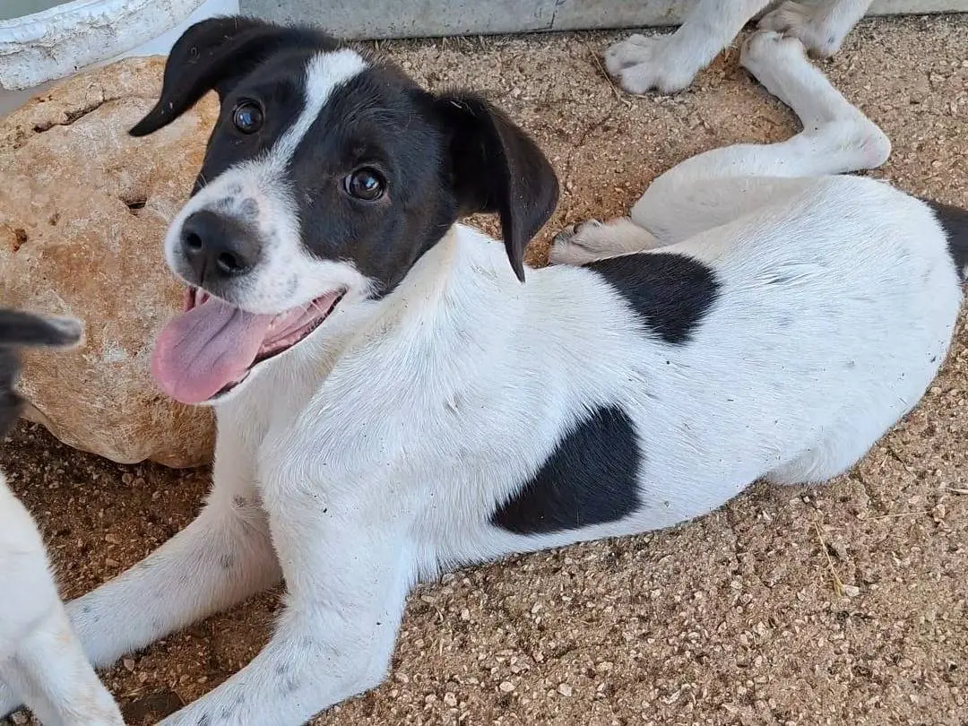 Adozione cane, maschio, Razza sconosciuta Razza sconosciuta, 7 mesi, taglia media, Bari
