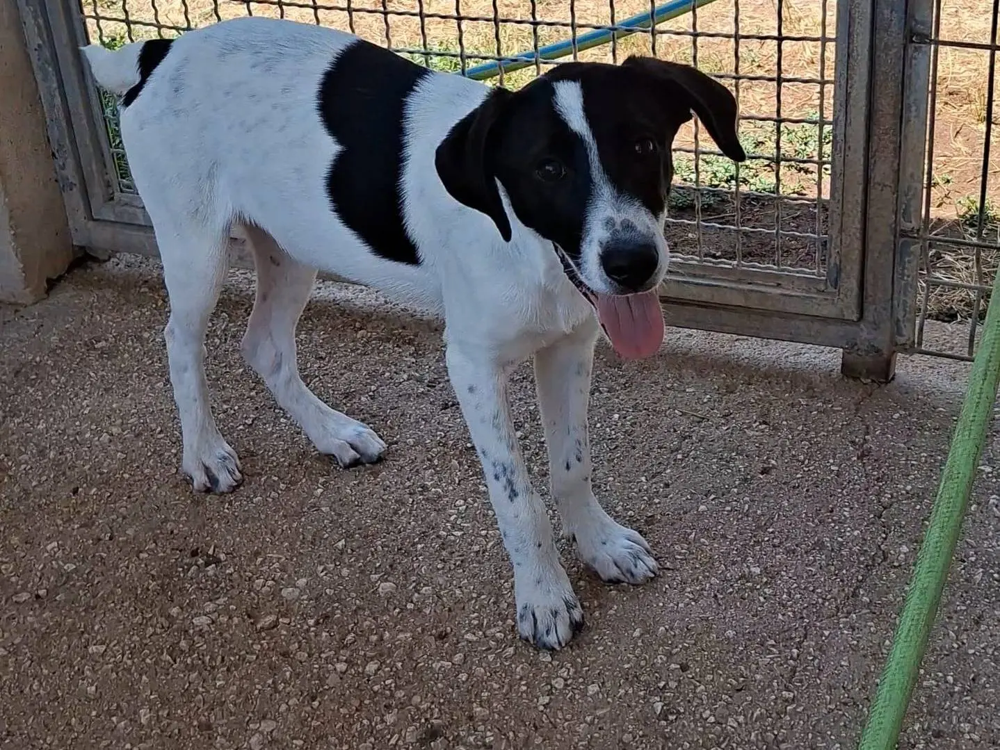 Adotta un cane, maschio, 7 mesi, Bari