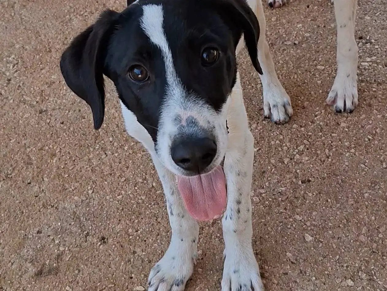 Adotta un cane, taglia media, maschio, Bari