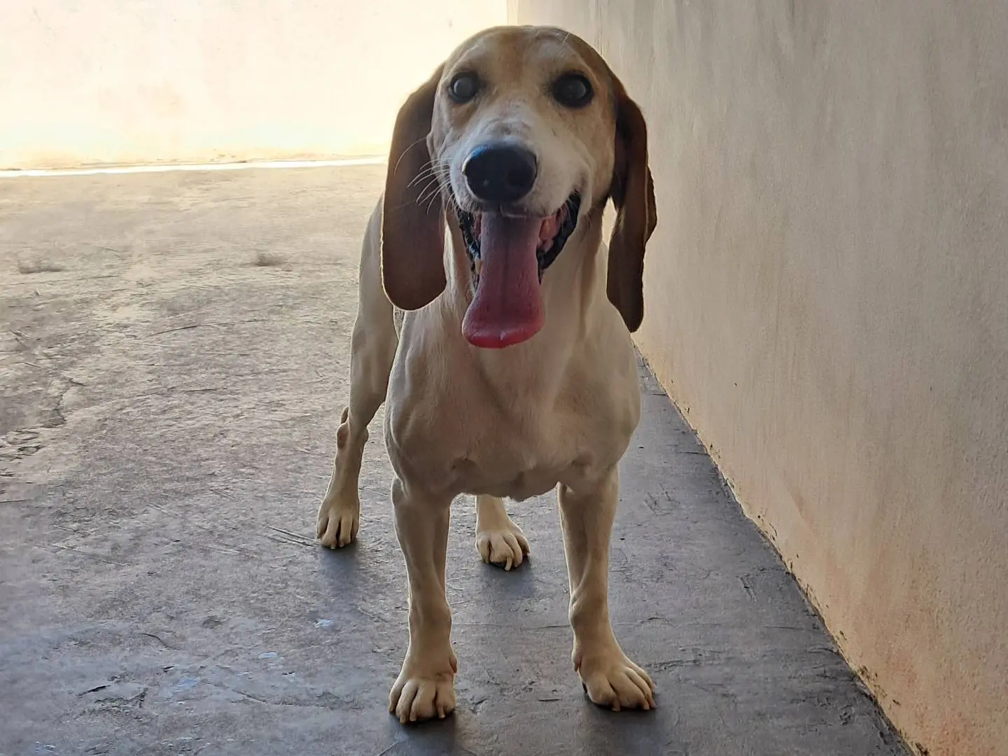 Adotta il cane Vinicio a Agrigento