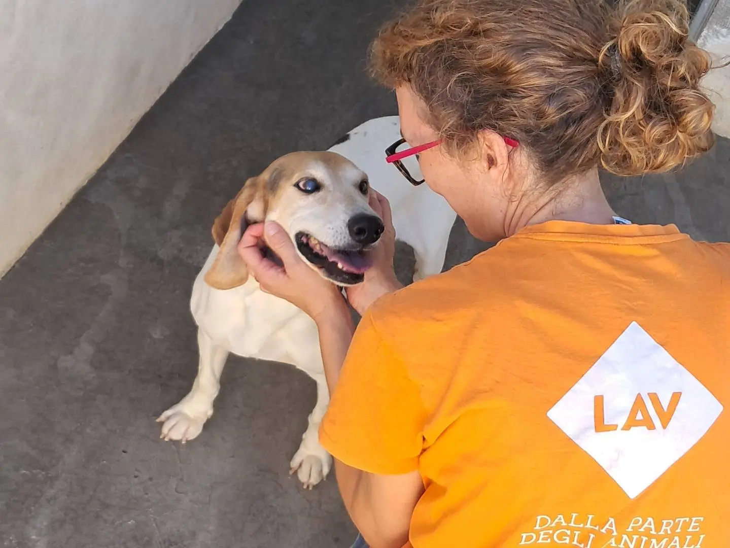 Vuoi adottare un cane a Agrigento?