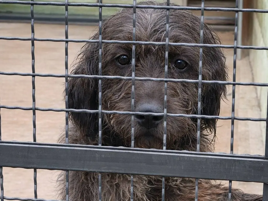 Adotta un cane, maschio, 7 anni e 1 mese, Avellino