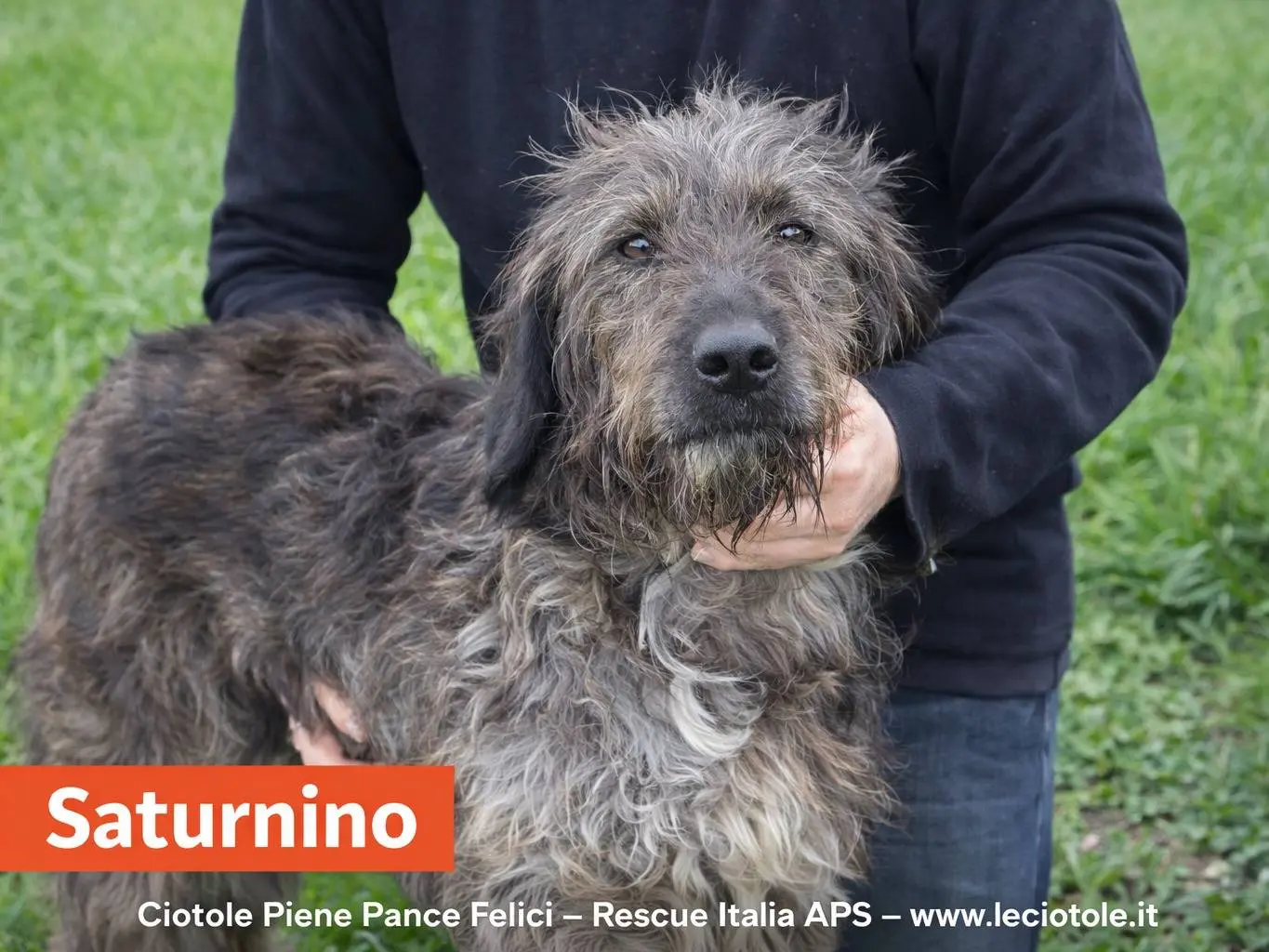 Adozione cane, maschio, Razza sconosciuta Razza sconosciuta, 7 anni e 1 mese, taglia media, Avellino