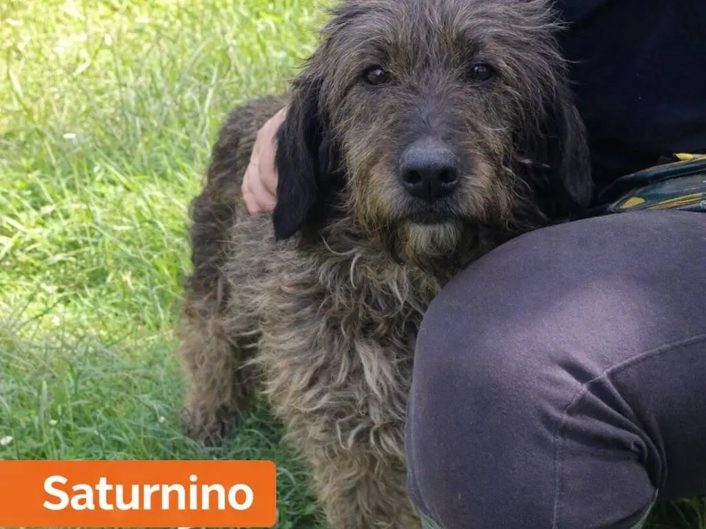 Adotta un cane, taglia media, maschio, Avellino