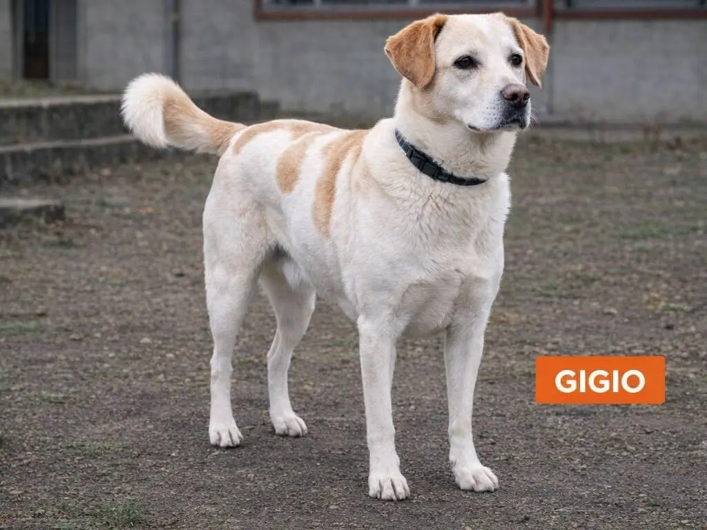 Adotta un cane, taglia media contenuta, maschio, Avellino