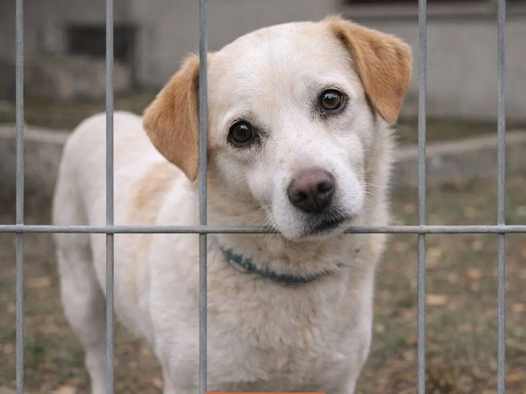 Adotta un cane, maschio, 4 anni e 7 mesi, Avellino
