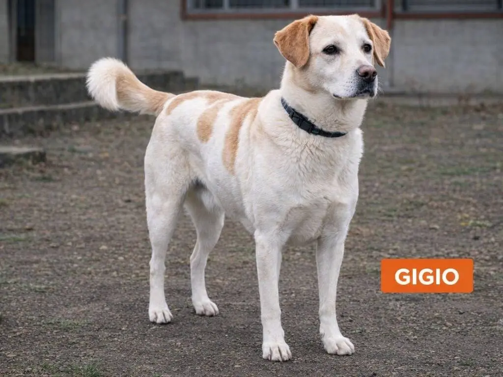 Adozione cane, maschio, Razza sconosciuta Razza sconosciuta, 4 anni e 7 mesi, taglia media contenuta, Avellino