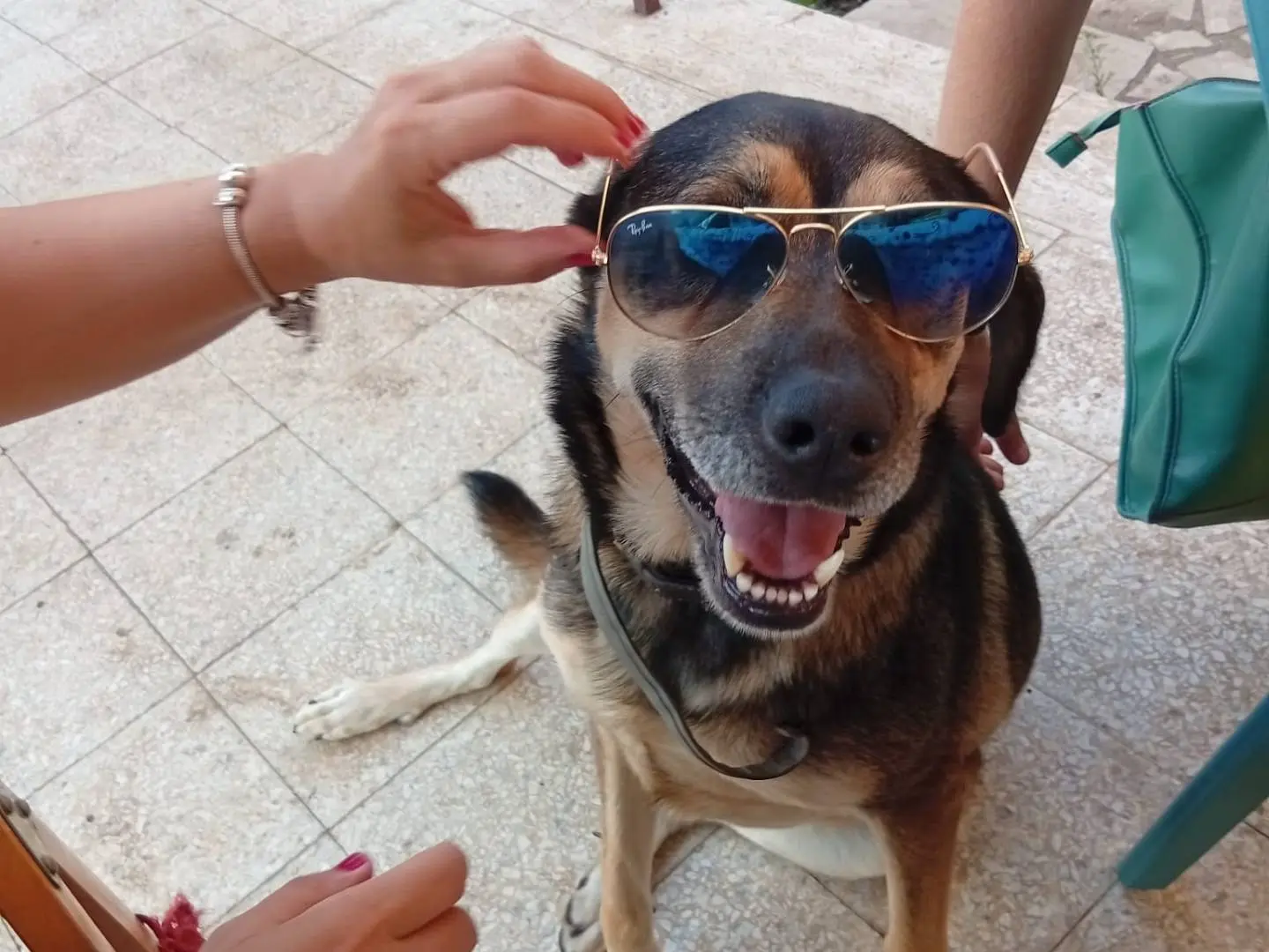 Adotta un cane, taglia media, femmina, Roma