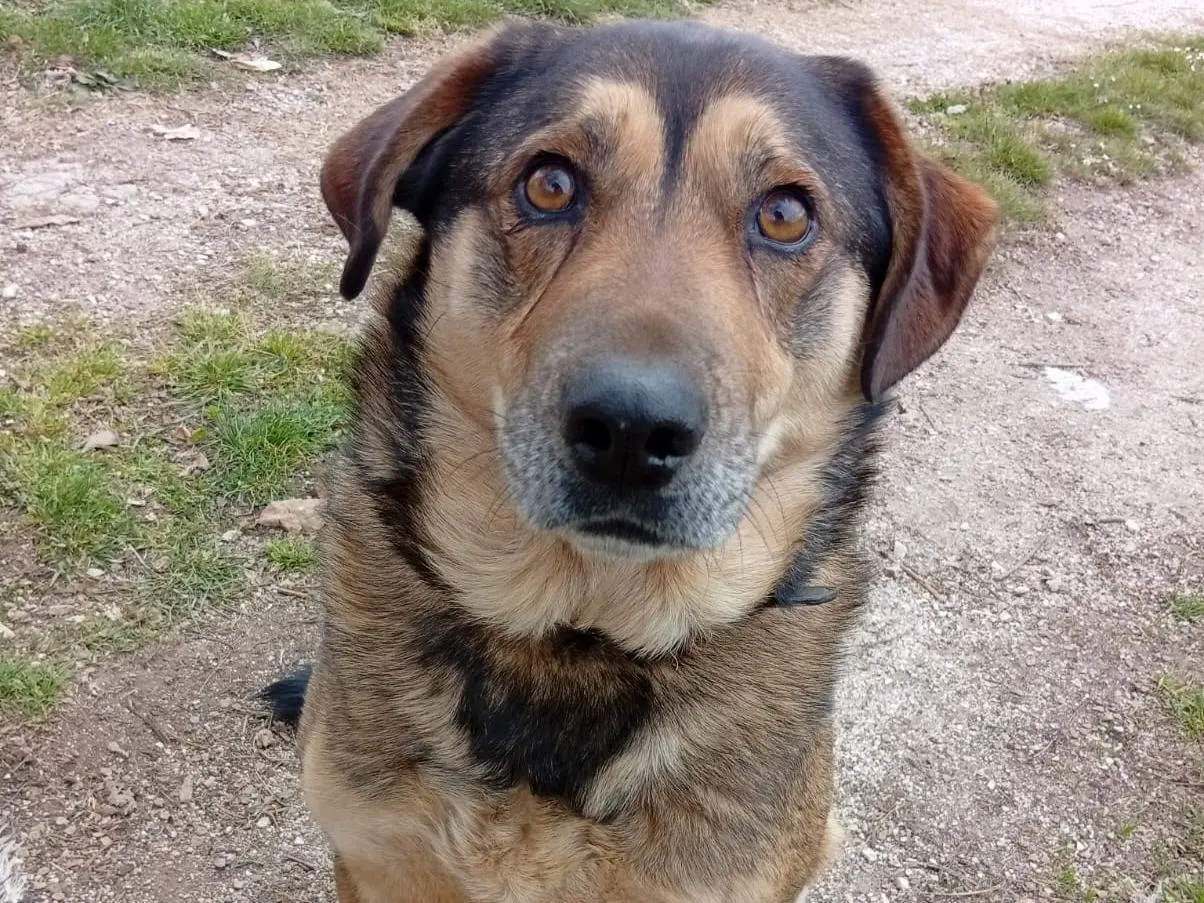 Adozione cane, femmina, Pastore tedesco Razza sconosciuta, 4 anni e 6 mesi, taglia media, Roma