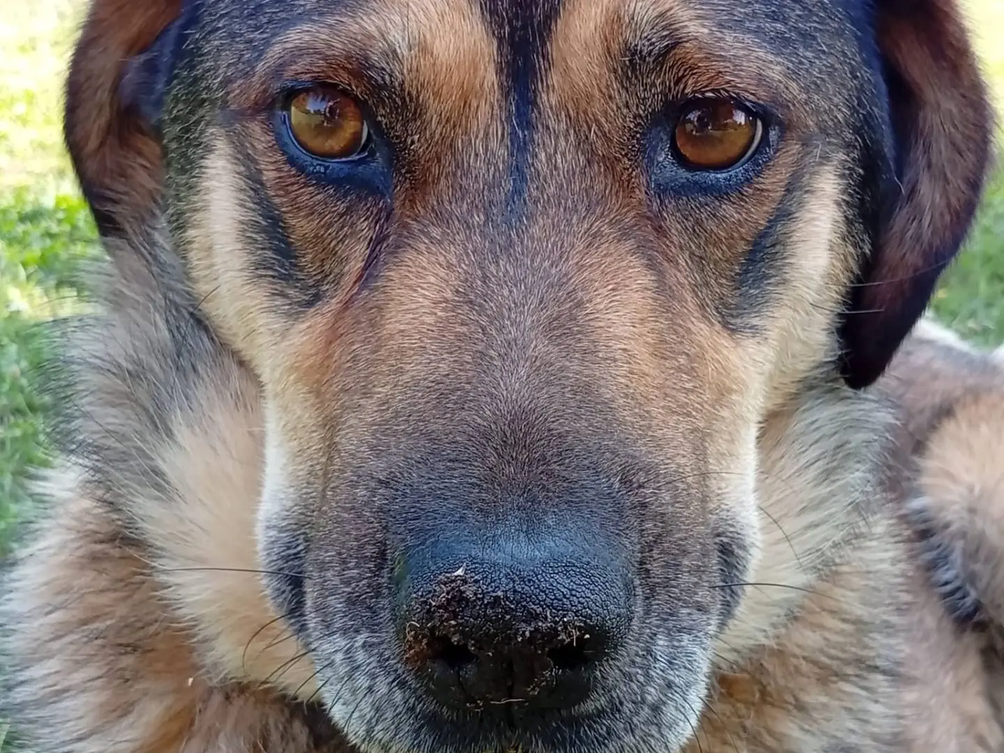 Vuoi adottare un cane a Roma?