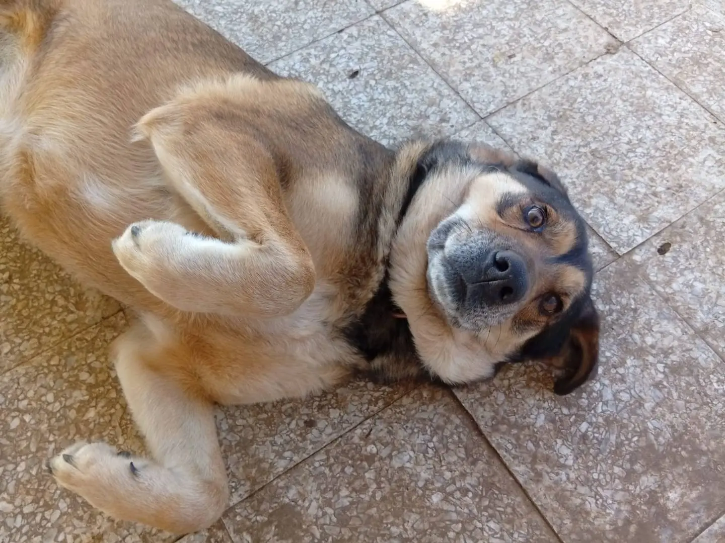Adotta il cane Lucy a Roma