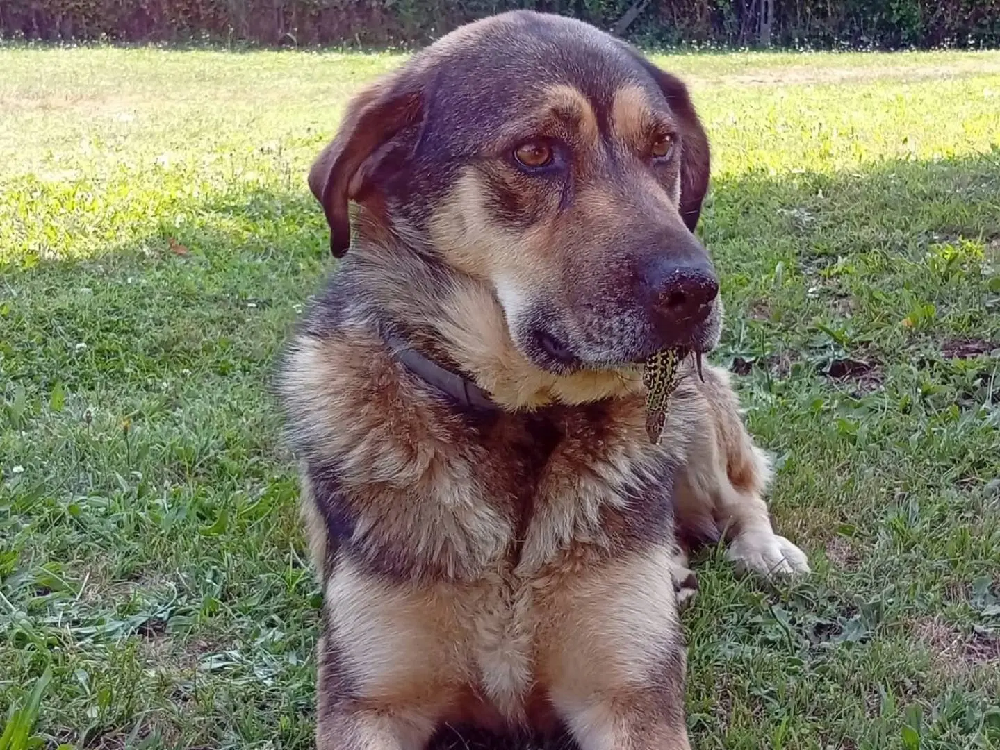 Adotta un cane, femmina, 4 anni e 6 mesi, Roma