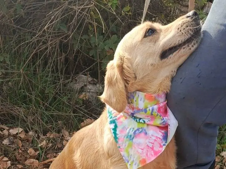 Adotta un cane, taglia media, femmina, Milano
