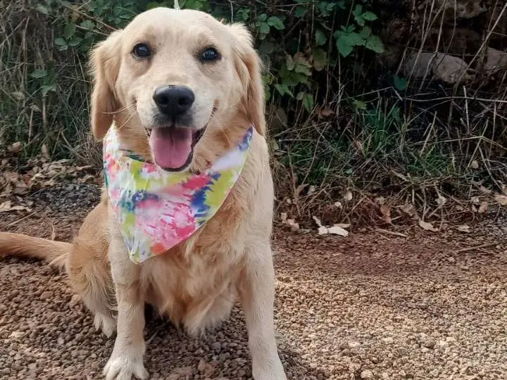 Adozione cane, femmina, Golden Retriever Razza sconosciuta, 3 anni e 9 mesi, taglia media, Milano