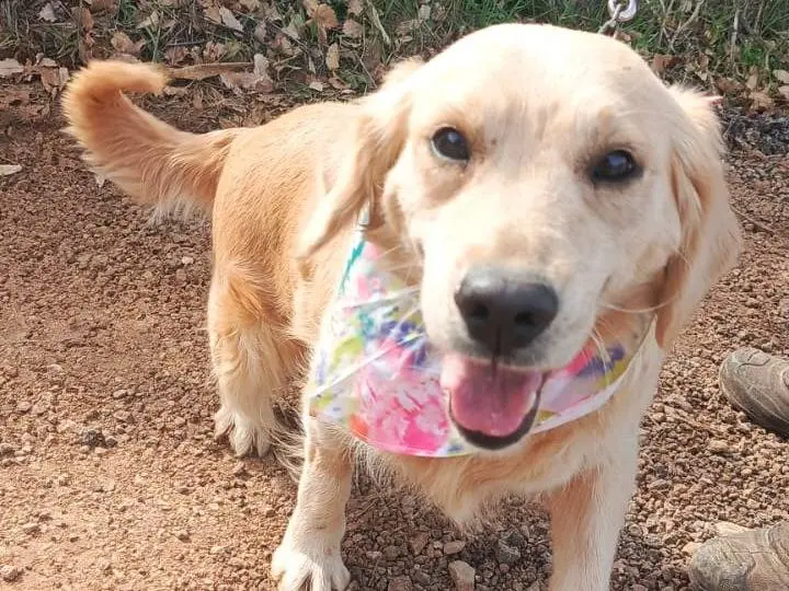 Adotta un cane, femmina, 3 anni e 9 mesi, Milano