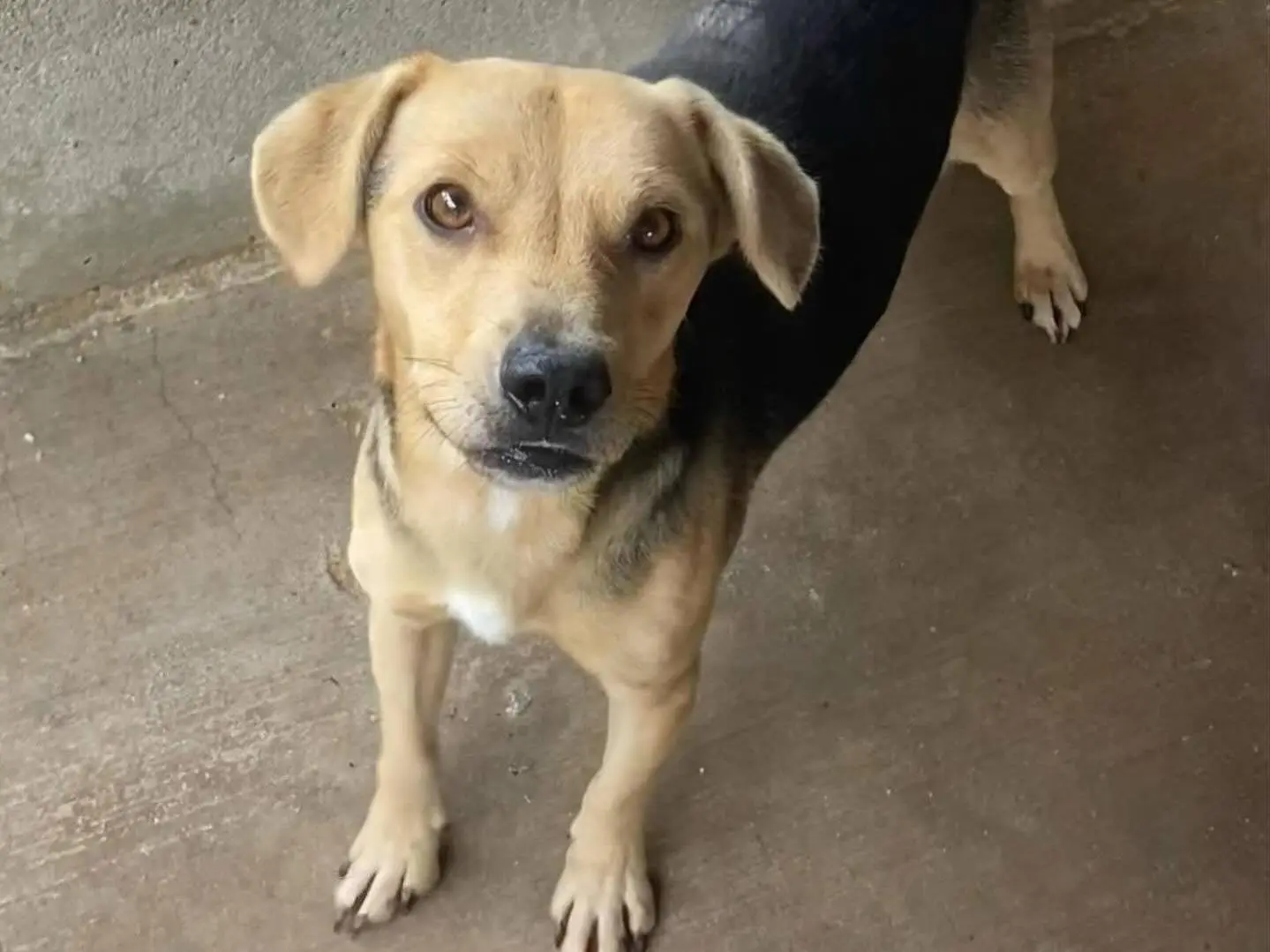 Adotta un cane, maschio, 3 anni e 10 mesi, Latina