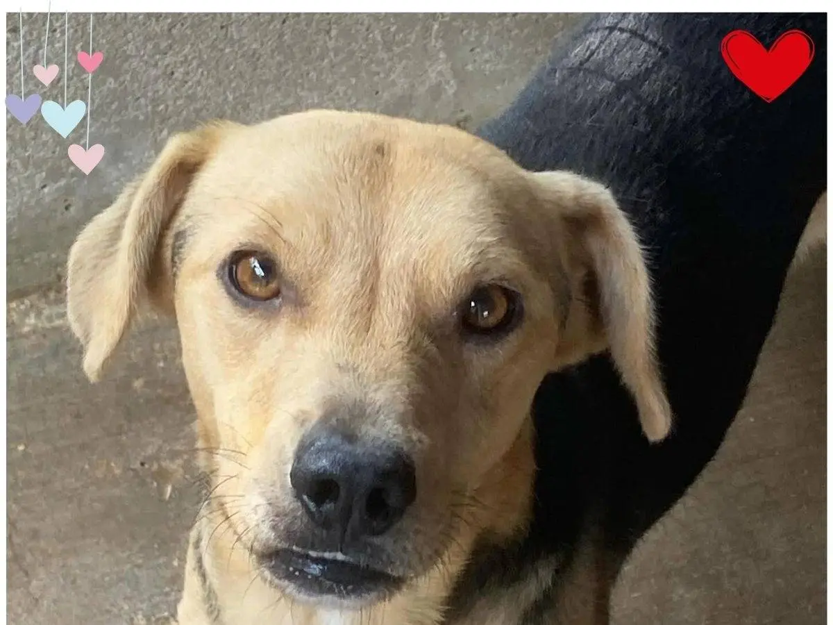 Adozione cane, maschio, Razza sconosciuta Razza sconosciuta, 3 anni e 10 mesi, taglia media contenuta, Latina