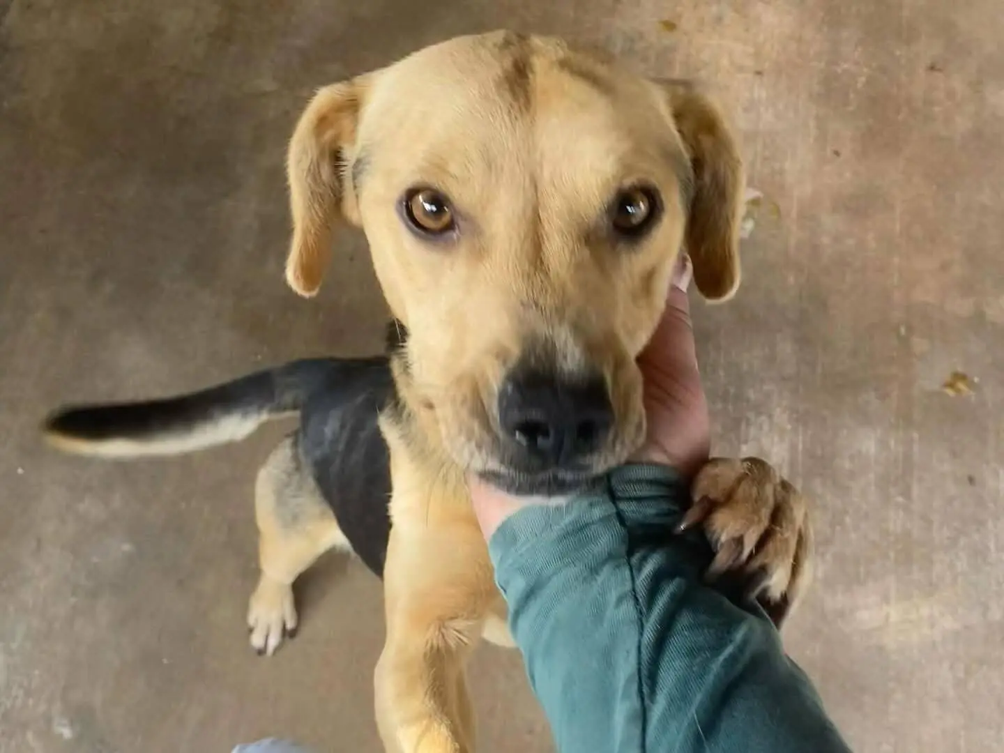 Vuoi adottare un cane a Latina?