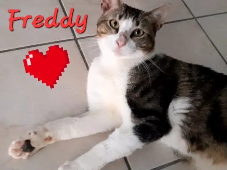 Adotta un gatto, taglia non valida, maschio, Milano