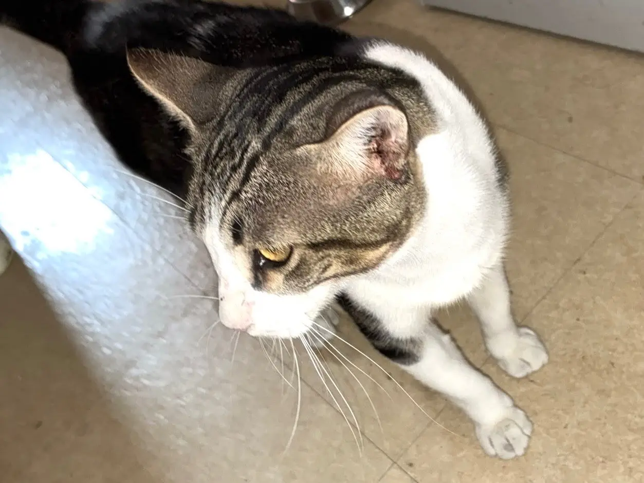 Adotta il gatto Freddy a Milano