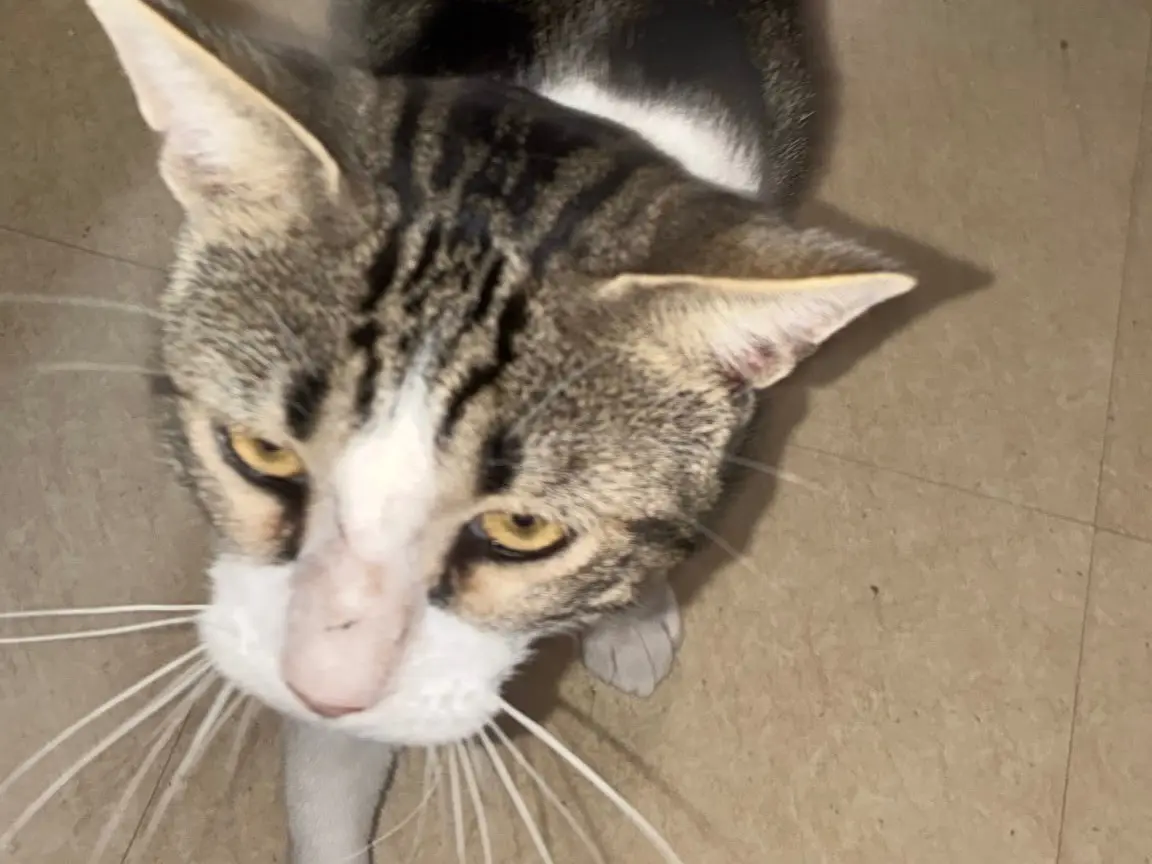Vuoi adottare un gatto a Milano?