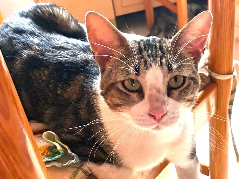 Adotta un gatto, maschio, 1 anno e 5 mesi, Milano
