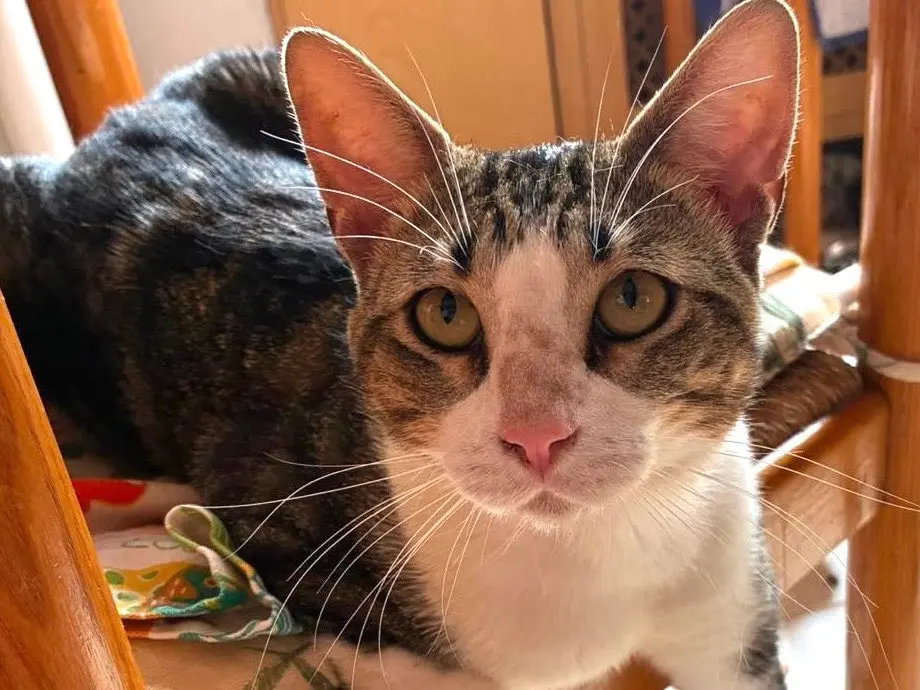 Adozione gatto, maschio, Razza sconosciuta Razza sconosciuta, 1 anno e 5 mesi, taglia non valida, Milano