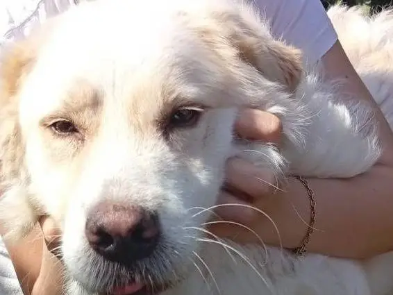 Vuoi adottare un cane a Bergamo?