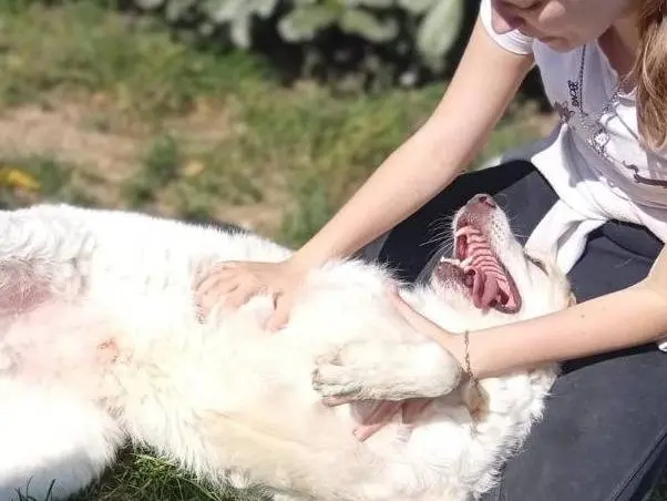 Adotta il cane Sasa a Bergamo