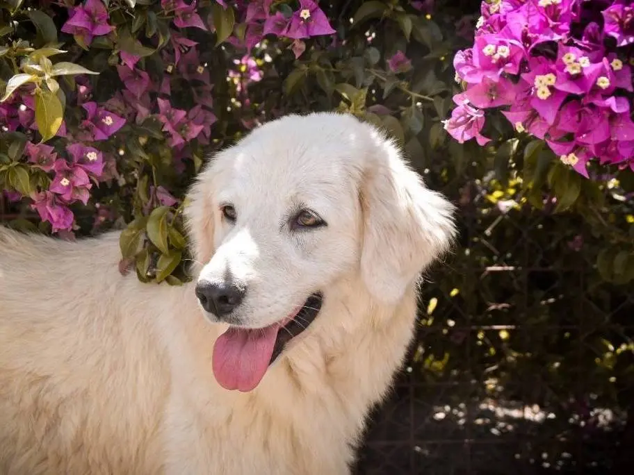 Adotta un cane, femmina, 5 anni e 7 mesi, Crotone