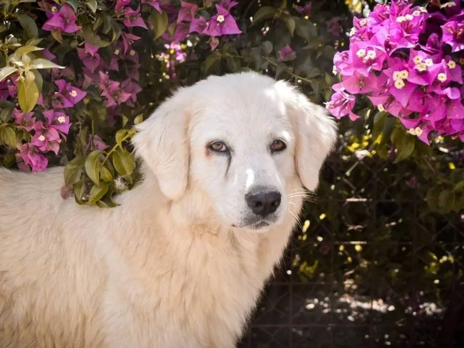 Adotta un cane, taglia media, femmina, Crotone