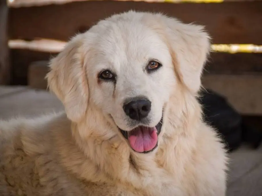 Adotta il cane VITA a Crotone