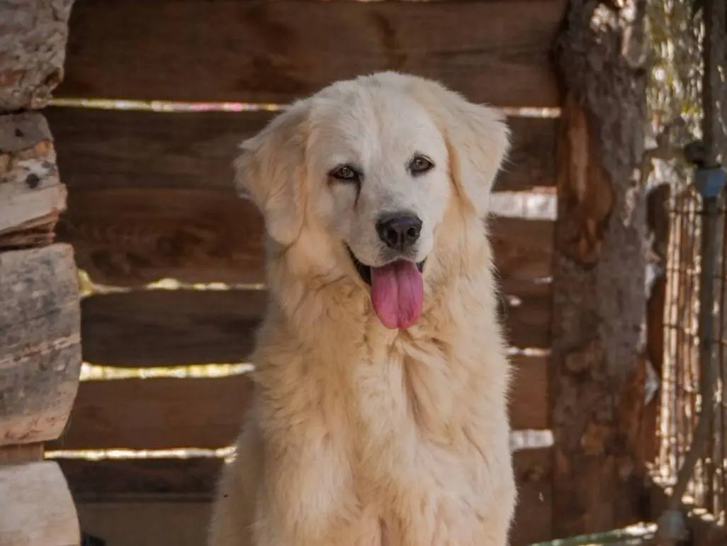 Vuoi adottare un cane a Crotone?
