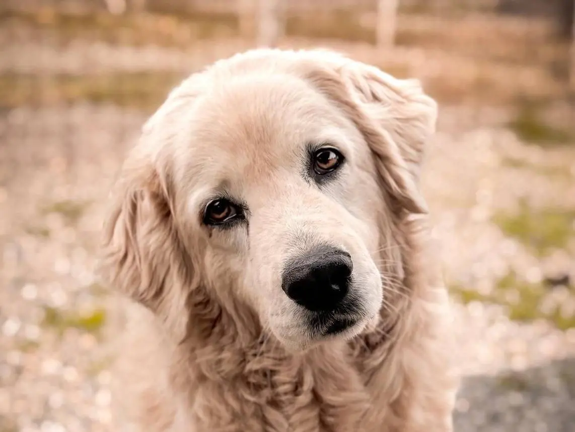 Adozione cane, femmina, Razza sconosciuta Razza sconosciuta, 5 anni e 7 mesi, taglia media, Crotone