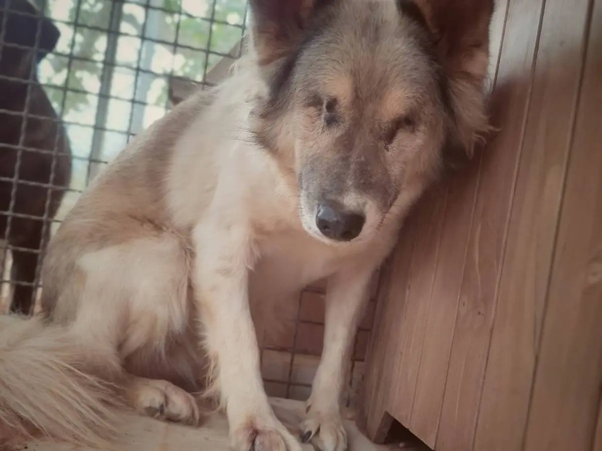 Adotta un cane, femmina, 10 anni e 1 mese, Bari
