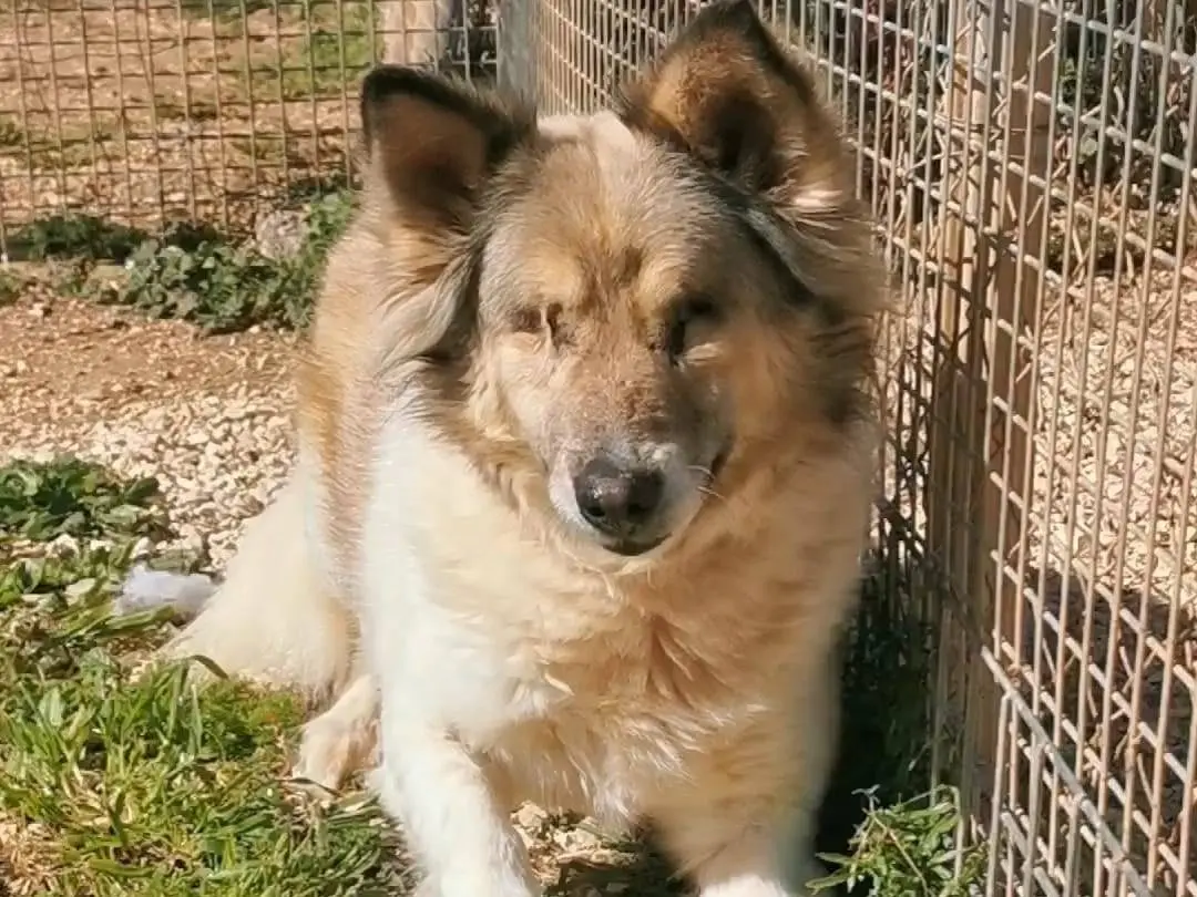 Adozione cane, femmina, Razza sconosciuta Razza sconosciuta, 10 anni e 1 mese, taglia media, Bari
