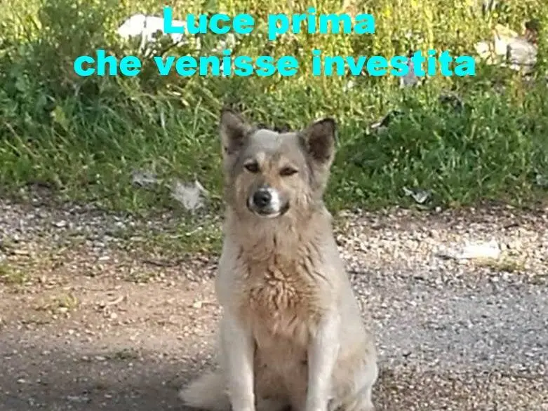 Adotta il cane Luce a Bari